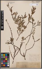 Foto von Salix aurita L. x Salix repens L.